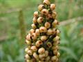 sorghum bicolor